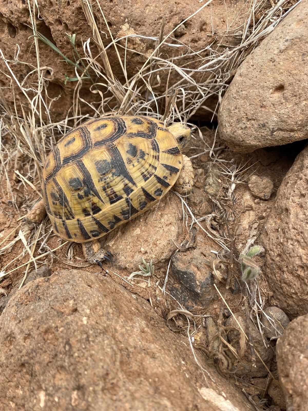 El secuestro de las tortugas