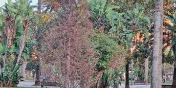 El cedro del atlas que se plantó en el Parque Hernández en diciembre de 2022 | Fotografía: Movimiento en Defensa del Arbolado de Melilla