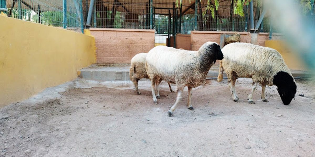 Medio Ambiente estudia contratar más personal para la Granja Escuela