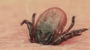 Una campaña advierte del riesgo de las mordeduras de garrapatas