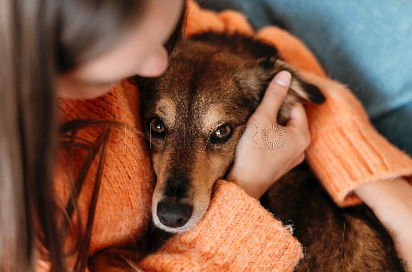 Ansiedad por separación en los perros