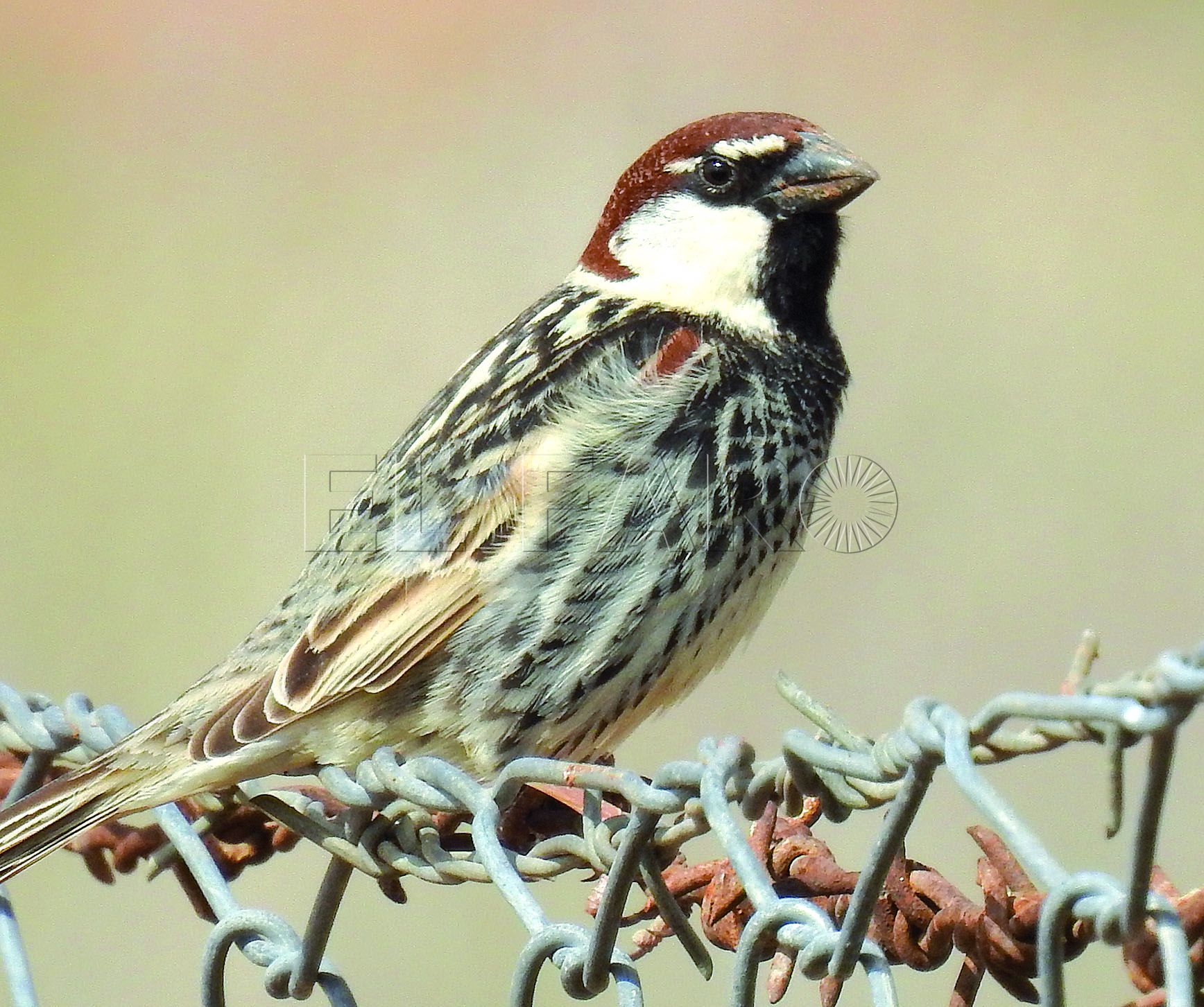 ¿Por qué no hay que recoger a las crías de las aves que se caen de los árboles?