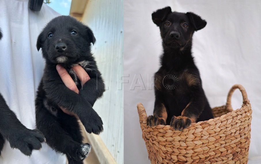 Gus Gus y Kiara buscan un hogar