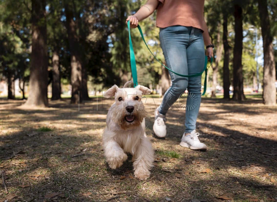 Zoomies en perros y gatos: ¿Qué son?