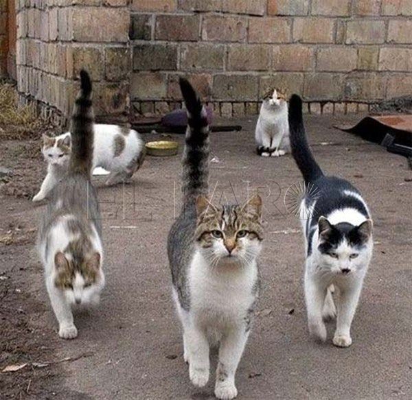 Problema "muy grave de salud pública", según el Gobierno local