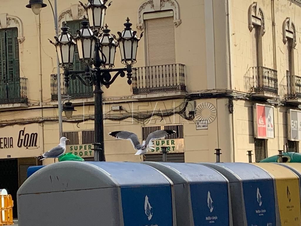 Los vecinos del centro piden ayuda a Medio Ambiente debido a los numerosos ruidos en la zona