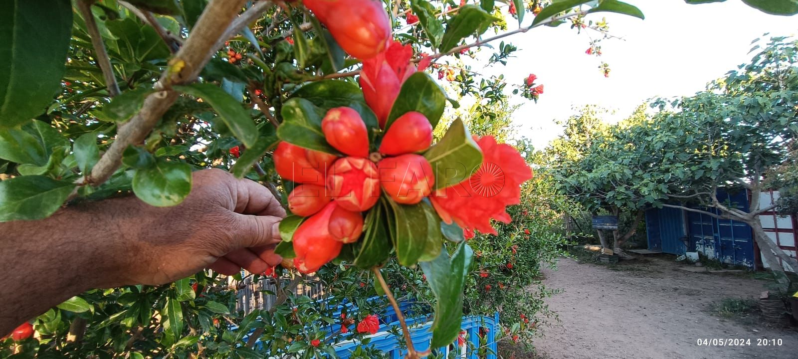 El granado, ideal ornamentación urbana que favorece la biodiversidad