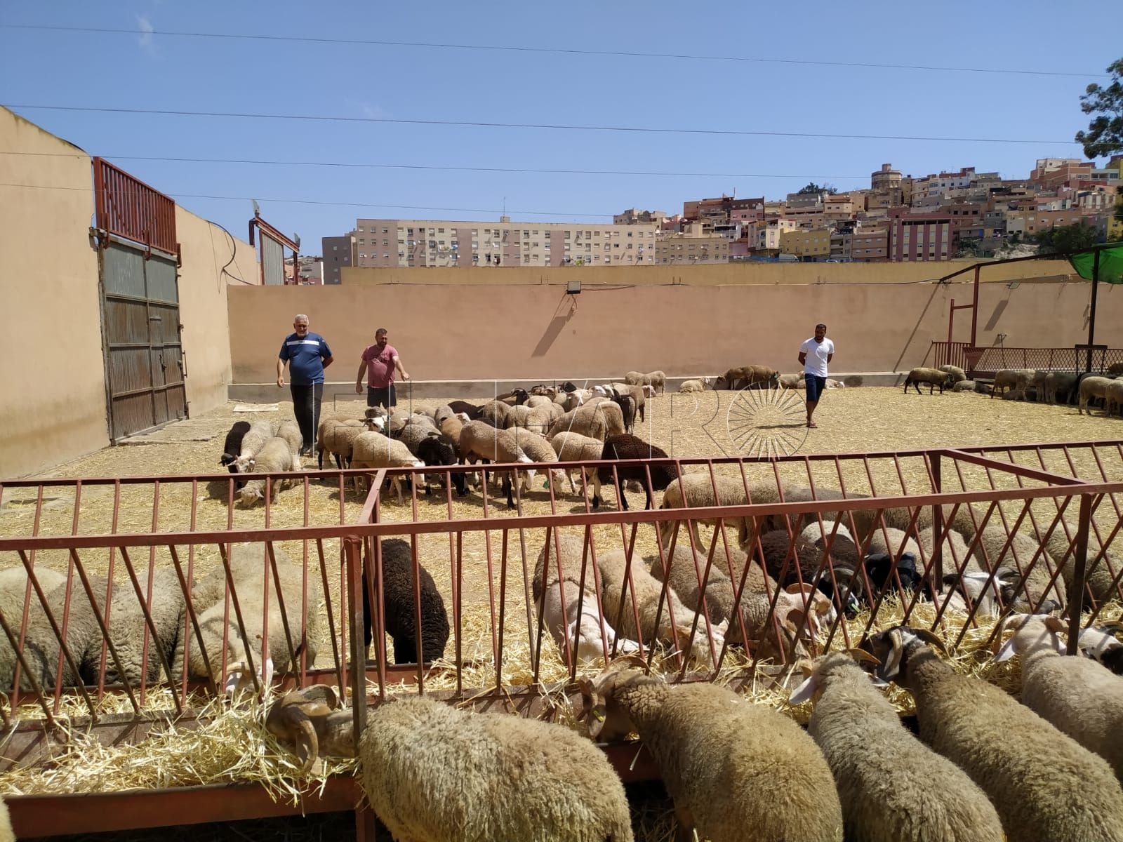 Melilla, un caso particular dentro de la sanidad animal transfronteriza