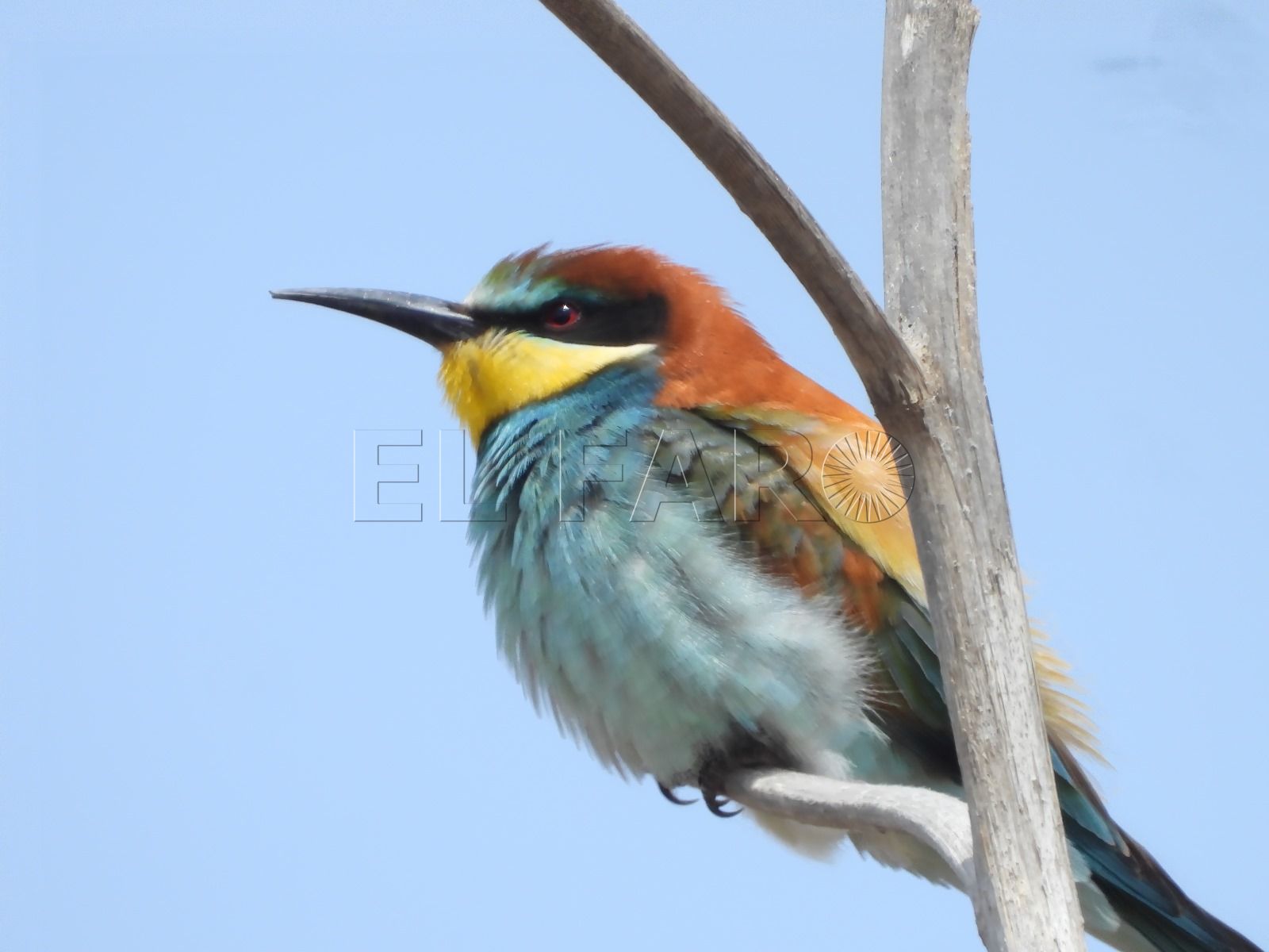“Debido a la sequía hay pocas abejas y los abejarucos se alimentan de otras especies”