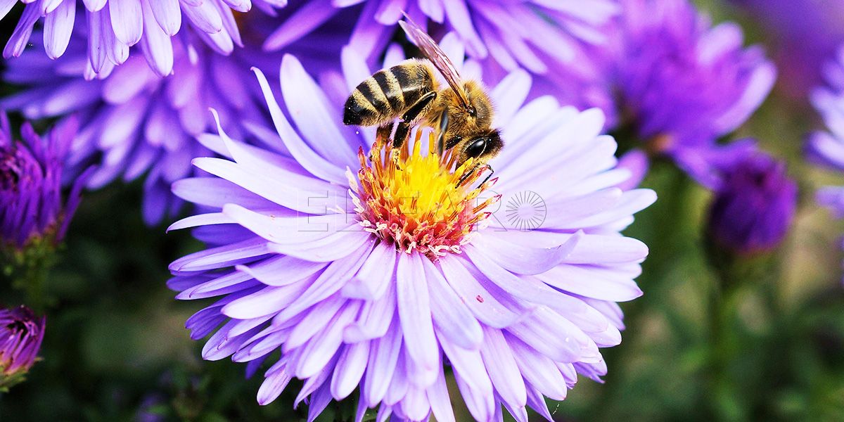 El consejero de Medio Ambiente confirma que no hay detectada ninguna plaga