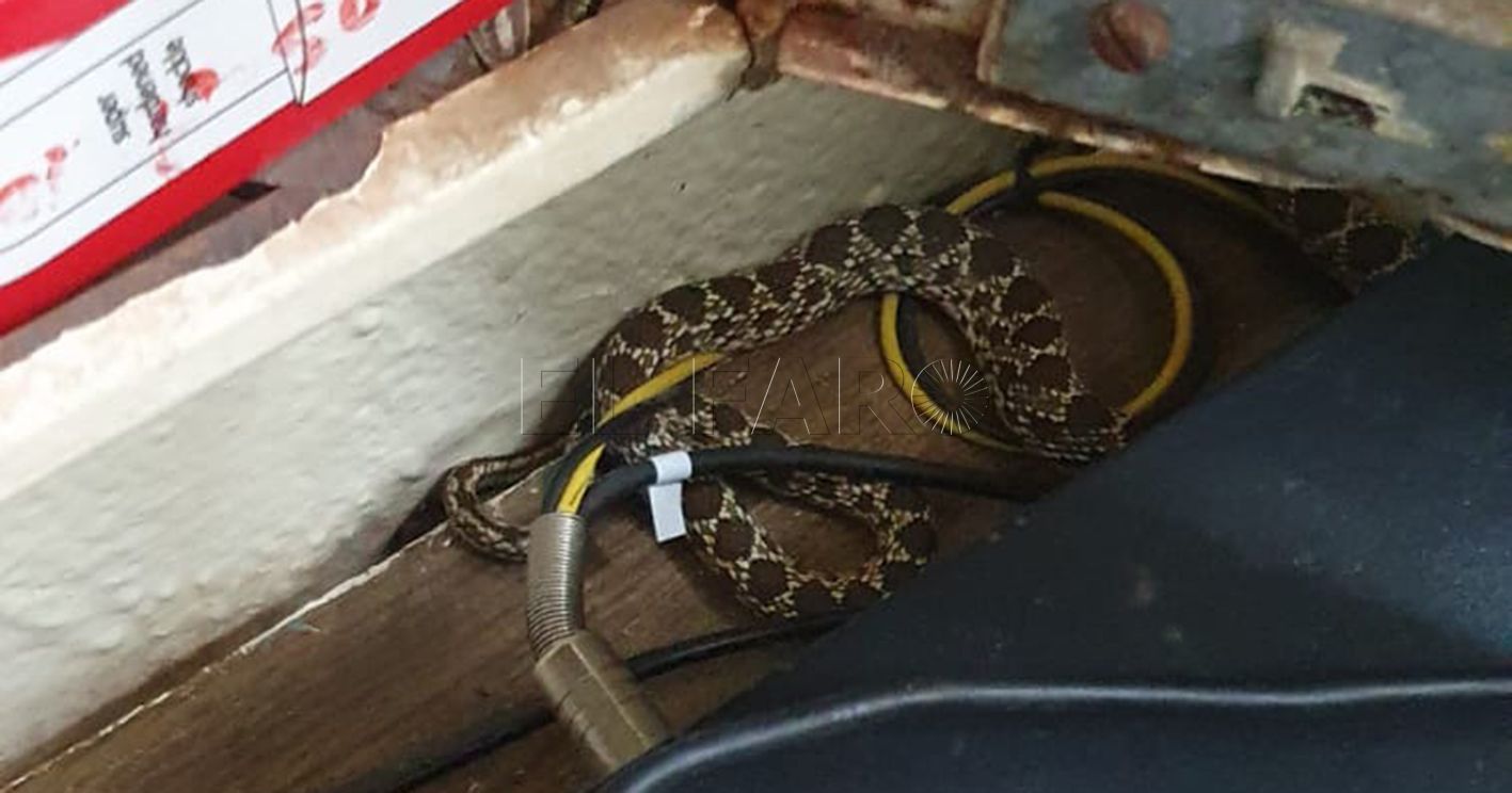 Guelaya dice que para llevarse una serpiente hay que llamar al 112