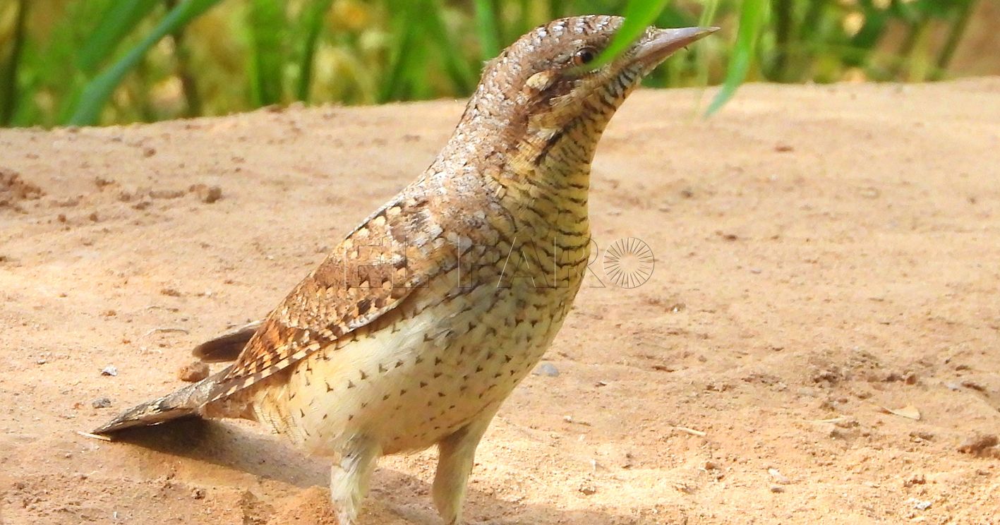 Torcecuello