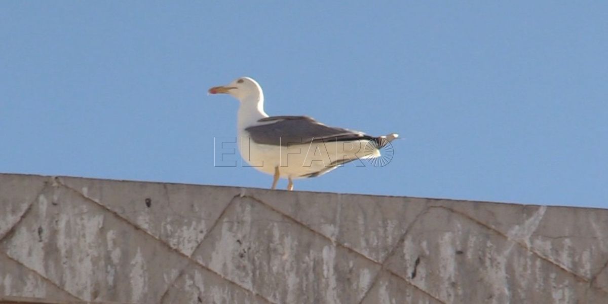 Actuación de choque contra las gaviotas en el centro de la ciudad