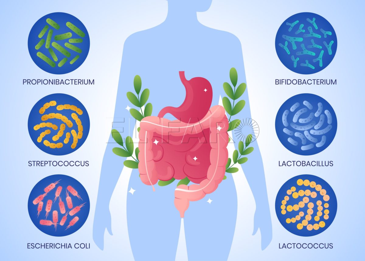 La importancia de la flora intestinal para nuestra salud