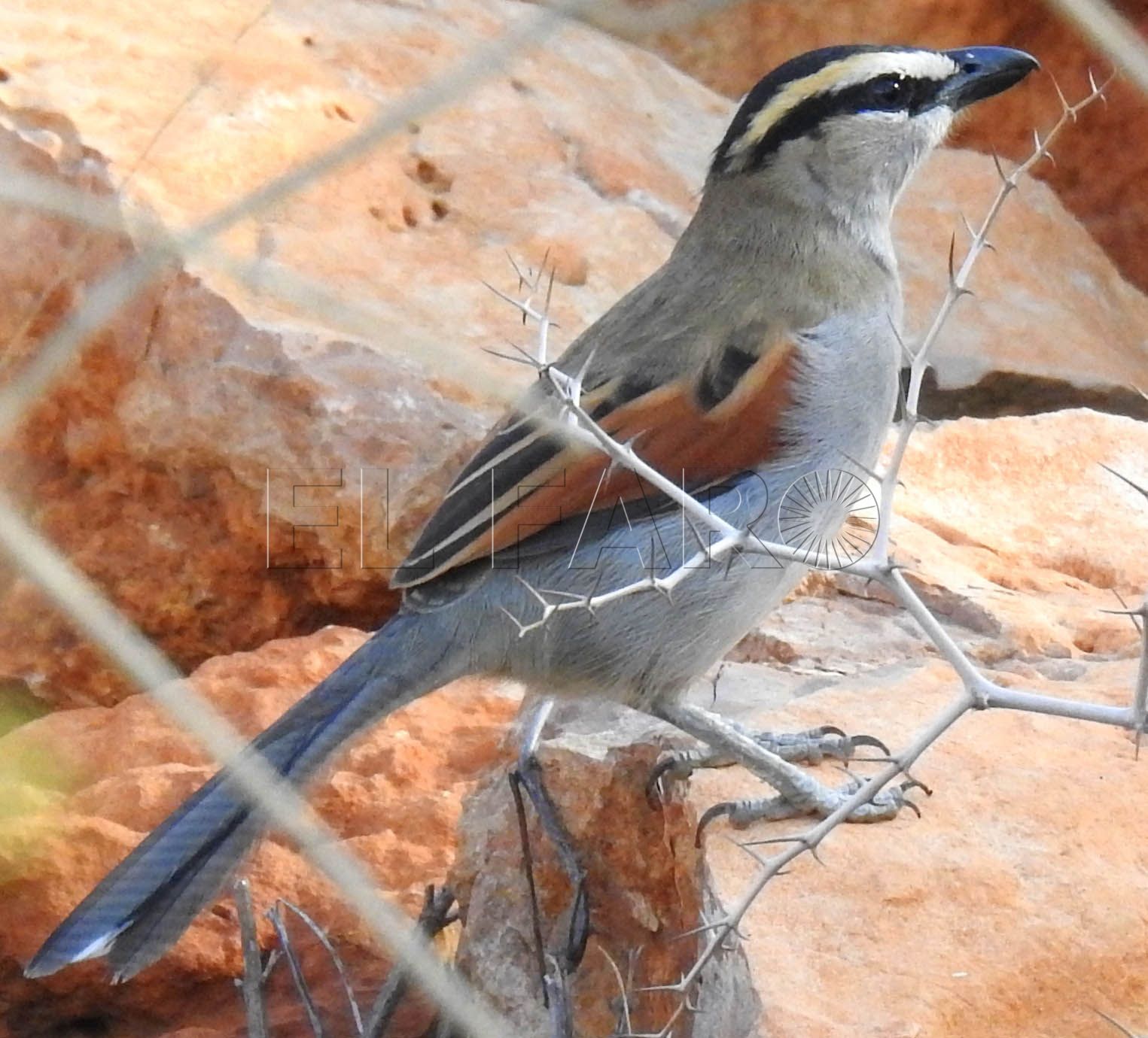 Chagra del Senegal. La dama se esconde