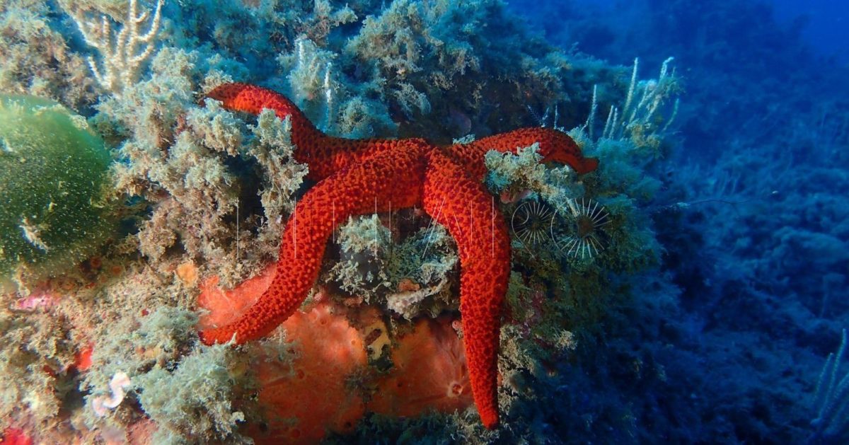 El proyecto Sermares-2024 presenta los desafíos actuales de la conservación marina