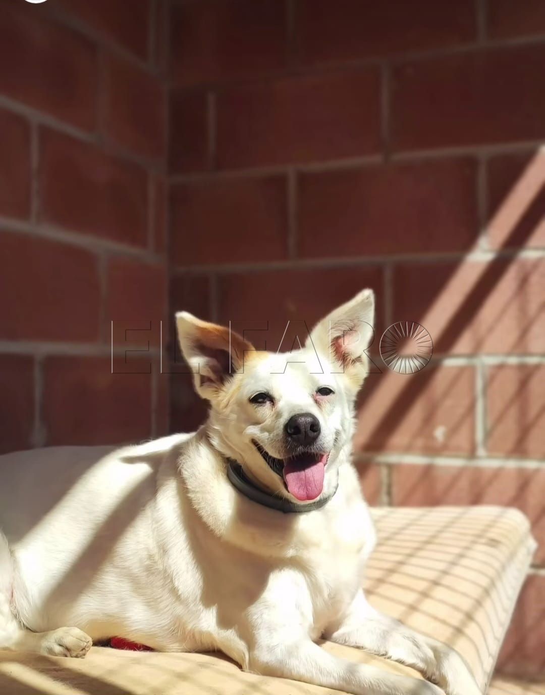 La Protectora de Animales de Melilla recauda dinero para que 5 perros senior lleguen a sus nuevos hogares
