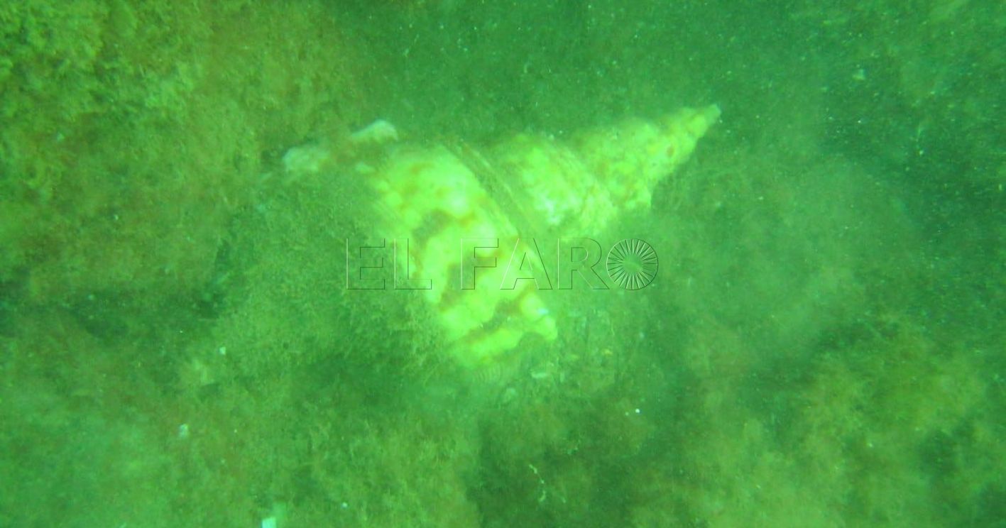 Guelaya encuentra una especie de caracola protegida en el fondo del mar