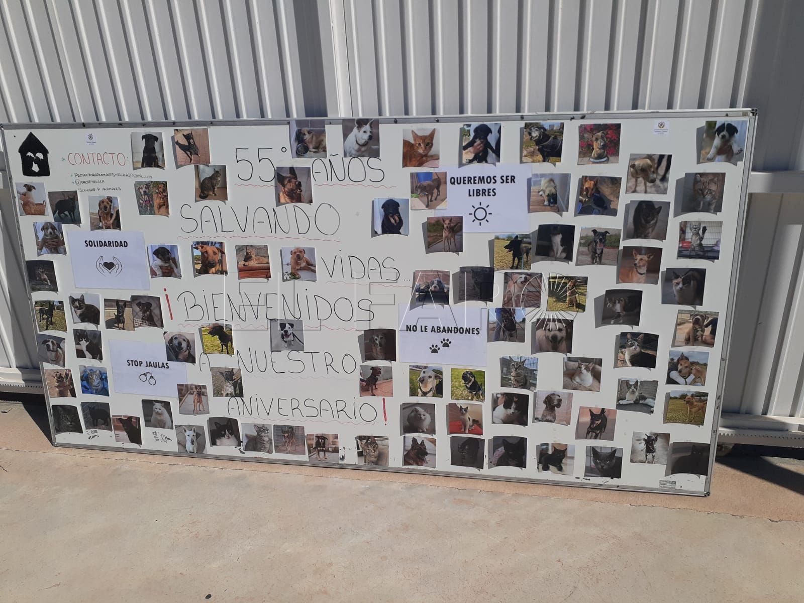 La Protectora de Animales y Plantas conmemora su 55 aniversario