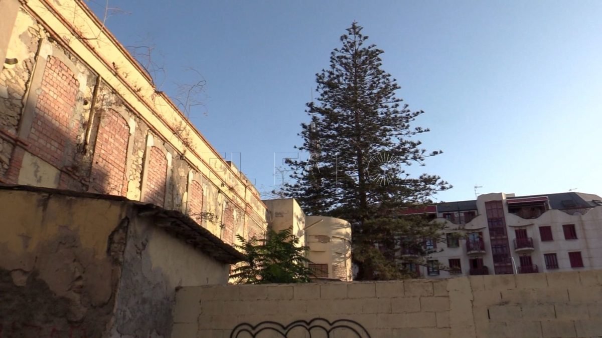 La araucaria centenaria se mantendrá en la Casa de Socorro