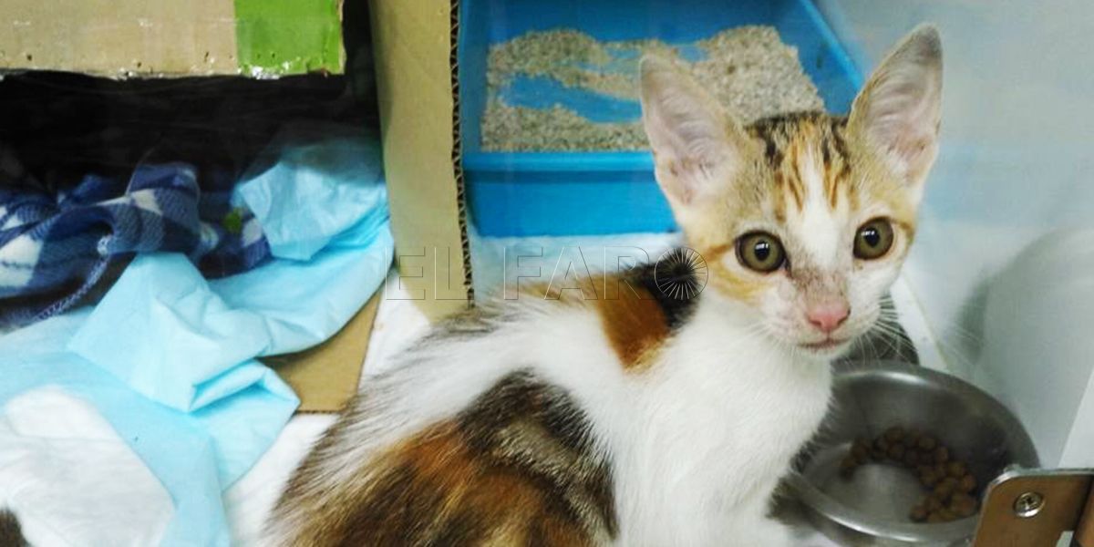 "En todas las zonas de Melilla hay crías de gatos abandonadas"