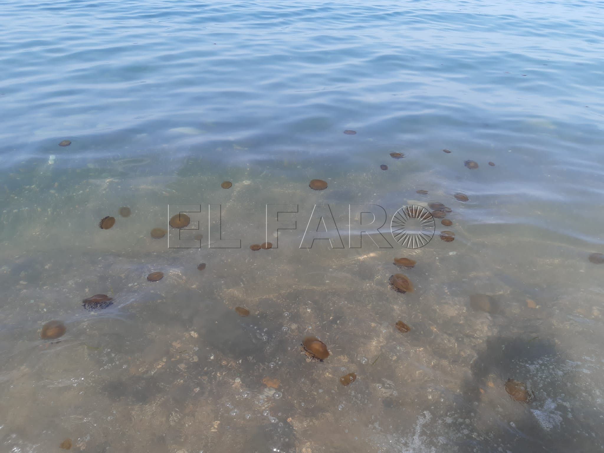 Melilla se incluye en la nueva aplicación Infomedusas