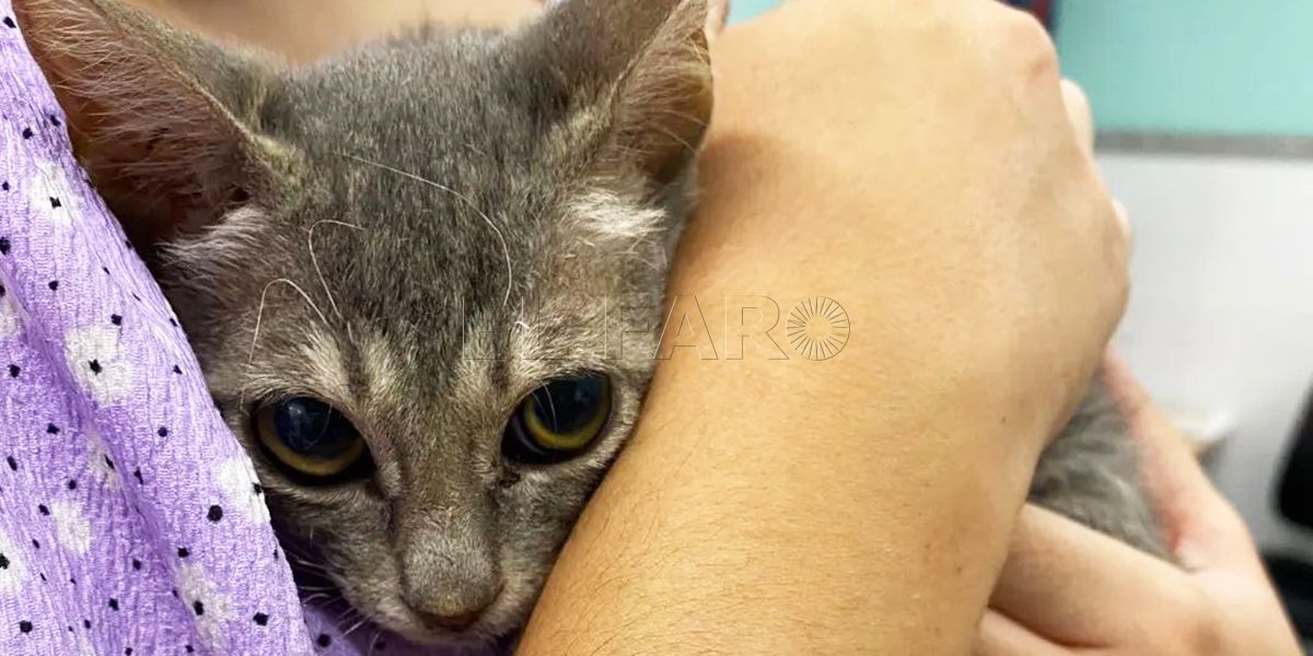 Jose Valdivieso: "Hay personas que dicen que son animalistas, pero animalistas de boquilla"