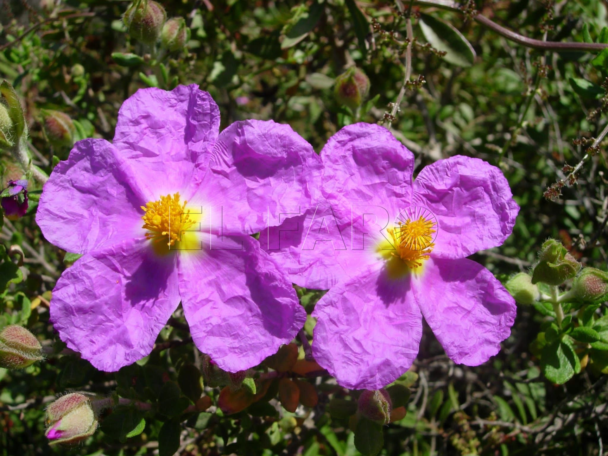 “La Jara de Cartagena es flor de un día”