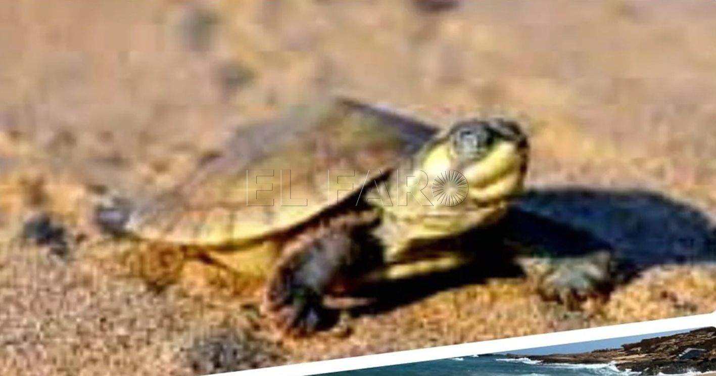 Aparece en Melilla una decena de crías de tortuga marina 'caretta caretta'
