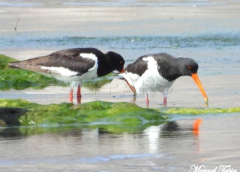 Ostreros en la laguna de la Mar Chica