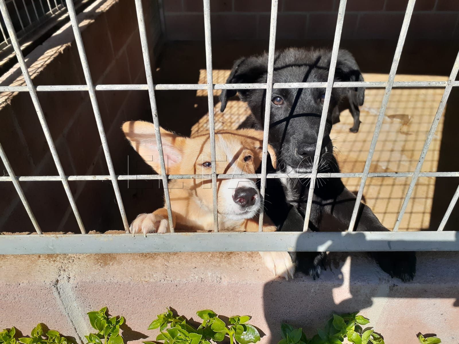 La Ciudad Autónoma no ve preocupante que Melilla esté a Nivel 1 de Rabia