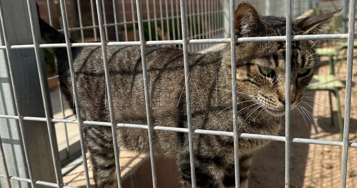 La protectora busca padrinos para sus animales