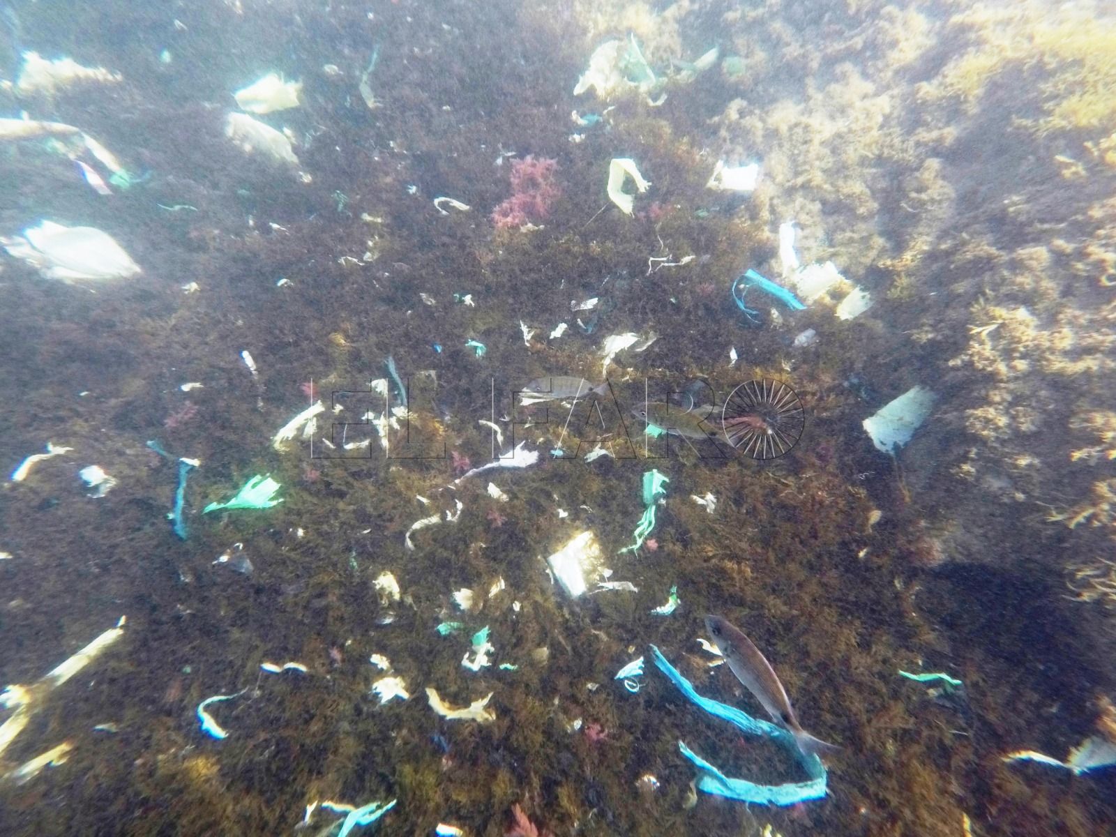 Los Galápagos mantiene limpias sus aguas pese a las rachas de Levante