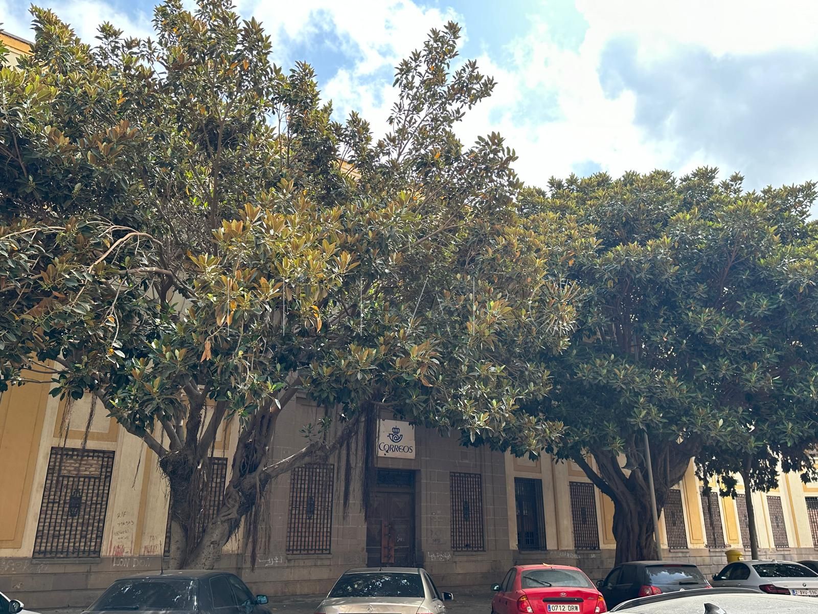 Movimiento en Defensa del Arbolado exige protección real para los ficus de Correos