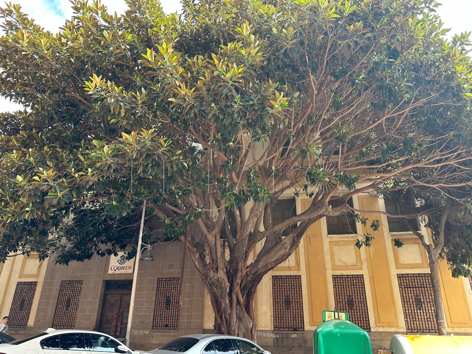 Guelaya quiere un compromiso escrito y "efectivo" de que se protegerá a los ficus de Correos