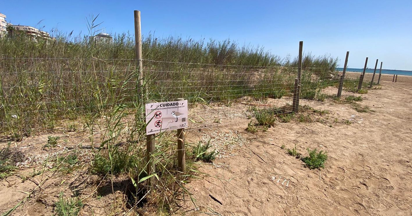 La Ciudad coloca vallas para proteger al chortilejo en la desembocadura del Río de Oro