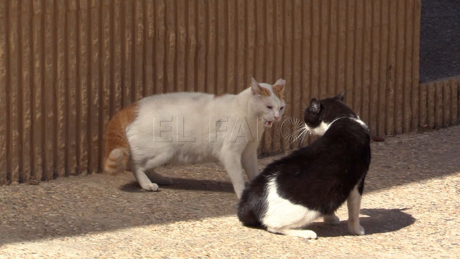 El Colegio de Veterinarios considera preocupante el nivel 1 de rabia en gatos