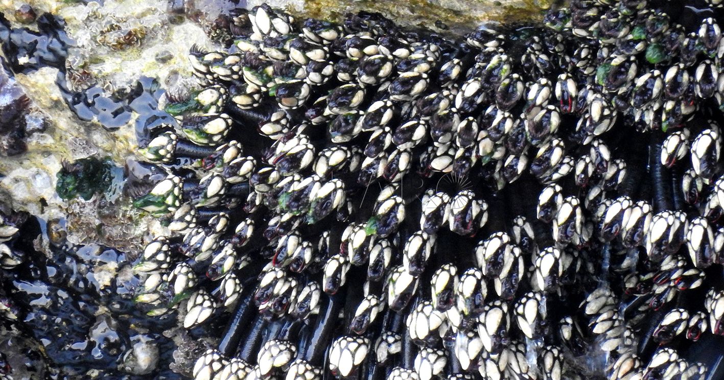 Percebes
