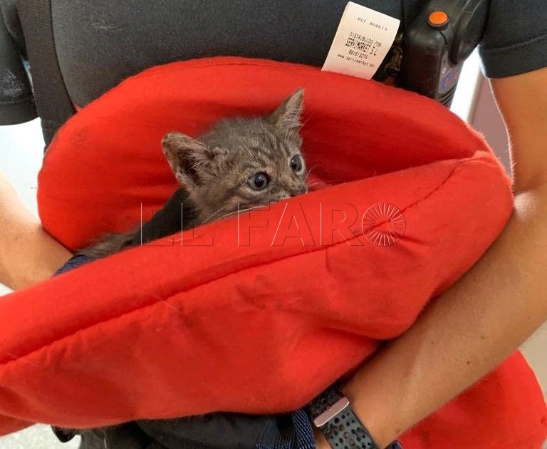 La clínica afectada reanudará su actividad en el programa CES de colonias felinas