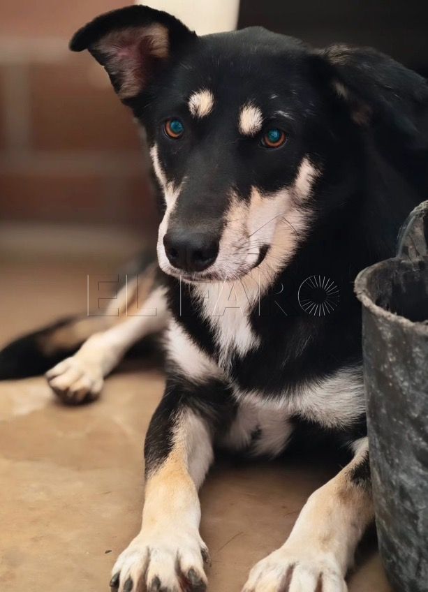 Bimba busca un hogar