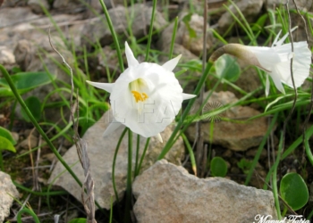 Narciso blanco en los prados pedregosos del Nano