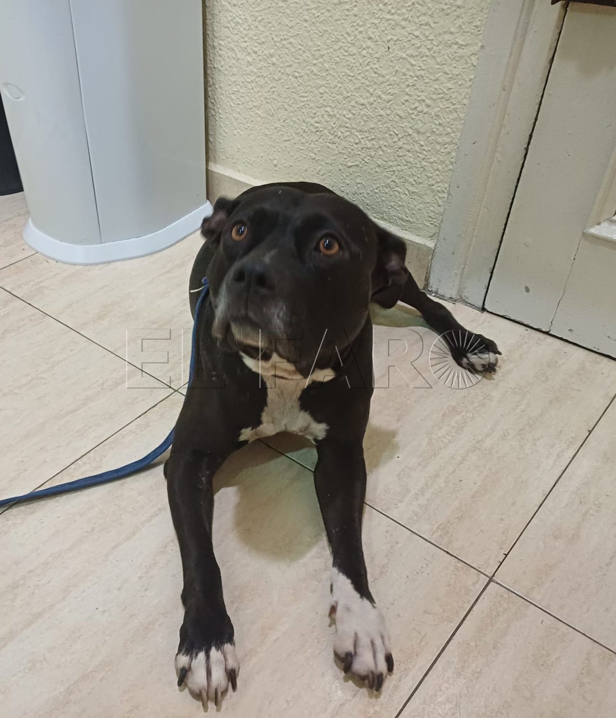 Un ciudadano melillense denuncia el mal estado en el que le entregaron a su perra tras estar en un criadero