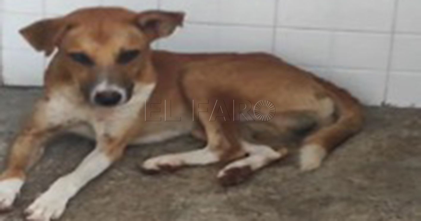 La Ciudad informa de un nuevo caso de rabia en un perro