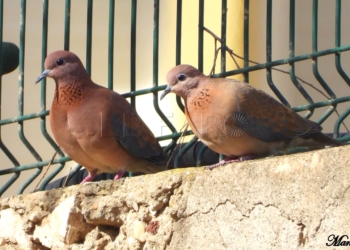 tórtolas senegalesas (Spilopelia senegalensis), en el río de Oro.