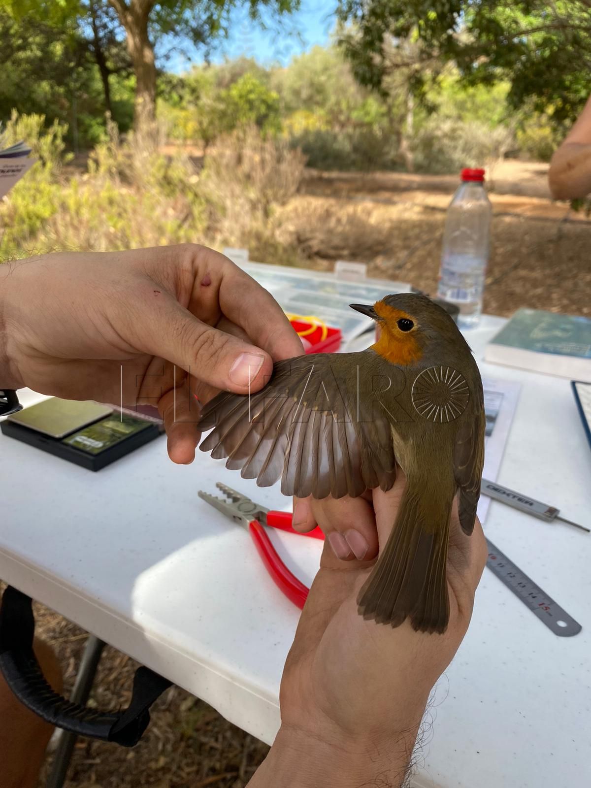 La SEO local valora positivamente el anillamiento que realizó el pasado domingo