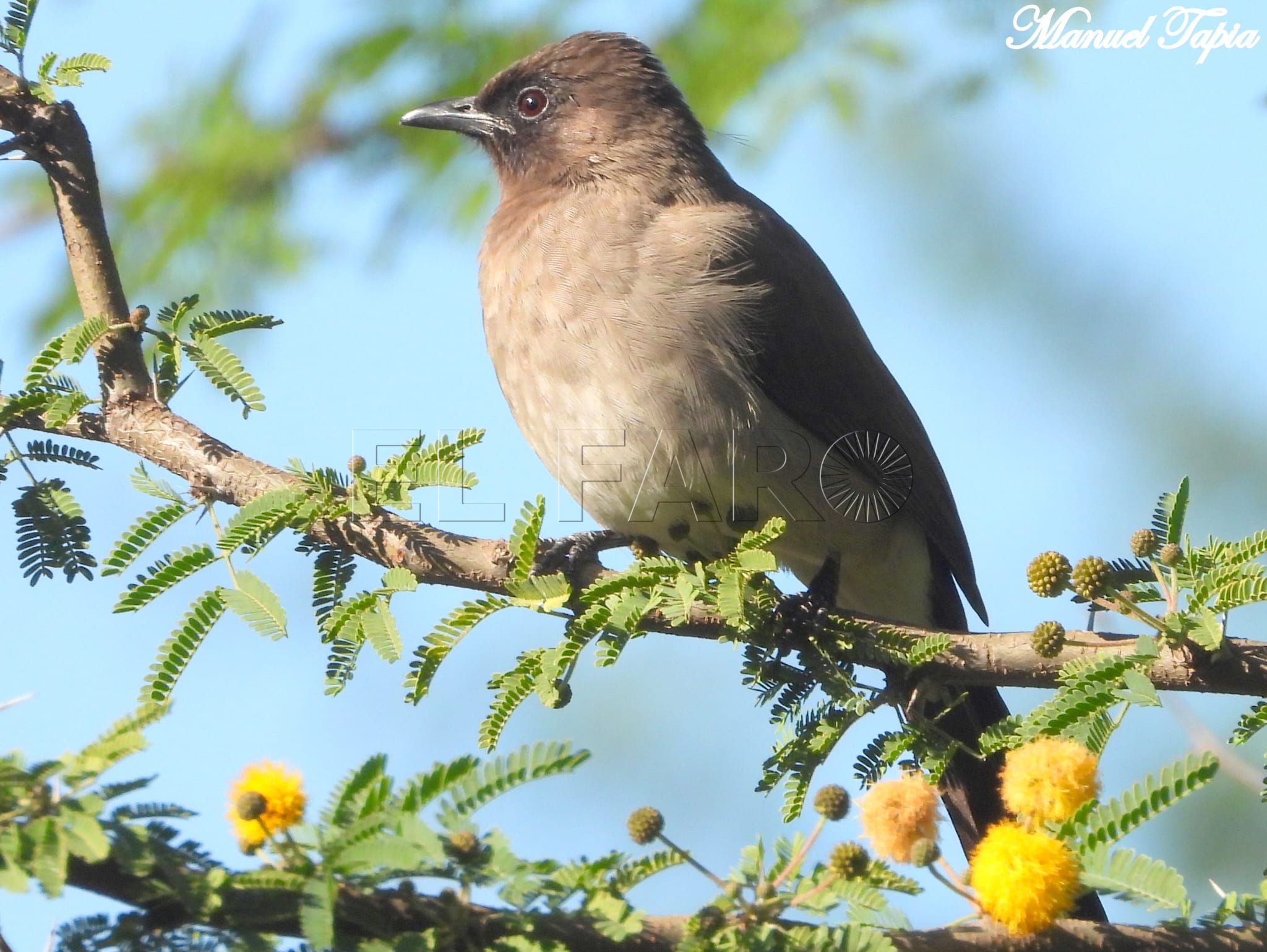 Se han avistado ciento sesenta especies de aves diferentes en Melilla