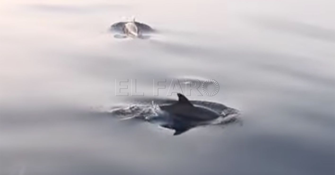 Guelaya avistó entre 300 y 500 delfines el pasado verano por los alrededores de Melilla