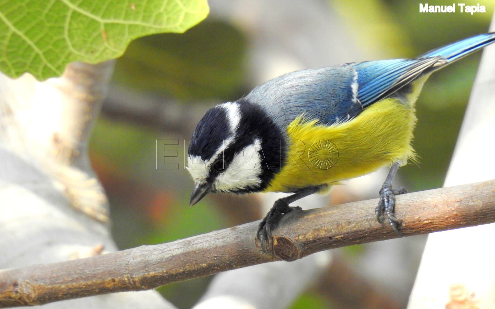 Guelaya valora positivamente su exposición de fotos de aves endémicas