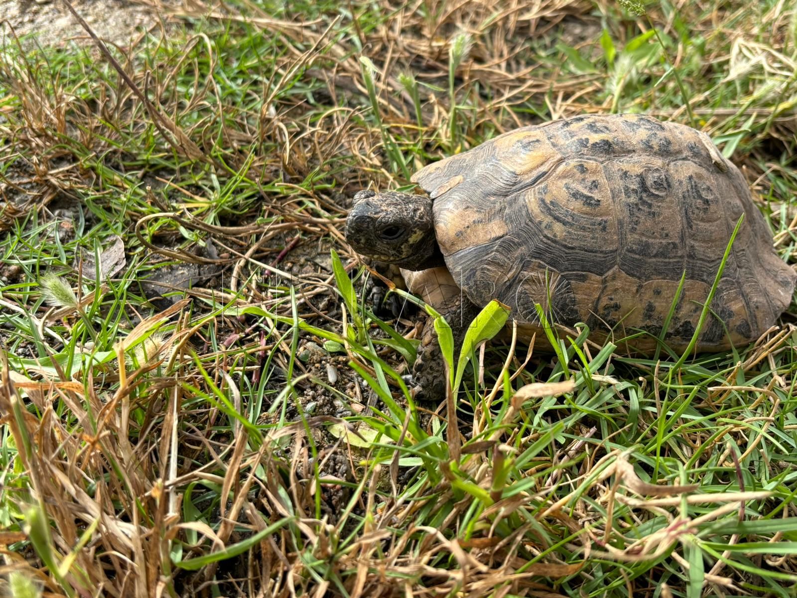 Los animales acogidos en la Granja Escuela