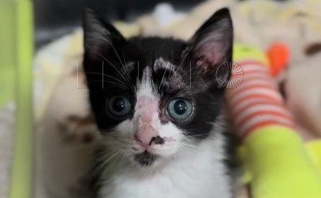 Félix busca un hogar